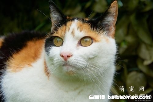 猫咪尿路感染怎么办 从细节上注意预防