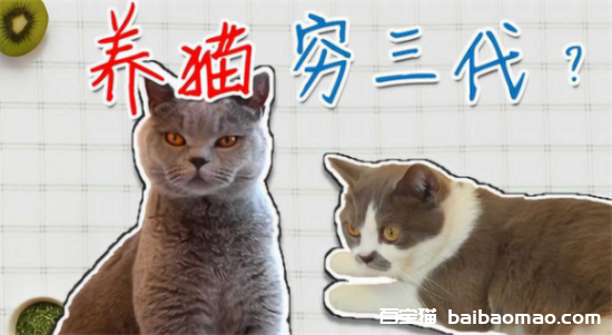 养猫穷三代的原因