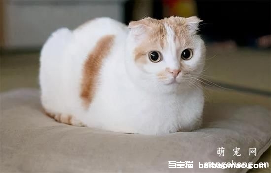 猫咪呕吐腹泻不吃饭怎么办？