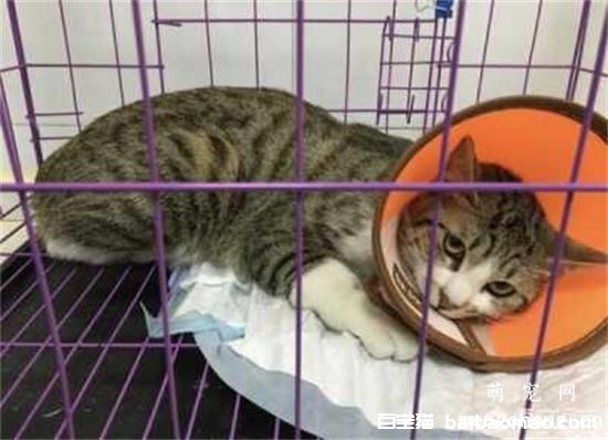 猫咪从家楼梯摔下去骨折，怎么恢复？