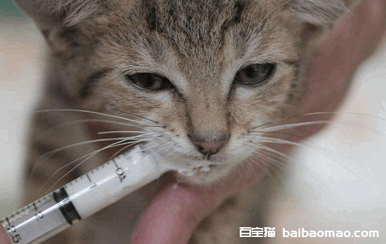 药太苦猫咪不吃怎么办