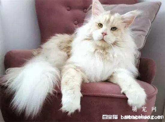 猫的鼻头发红有没有生病？