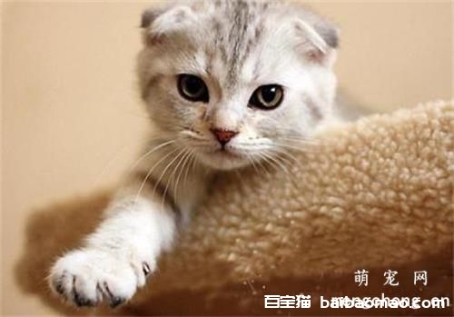 猫咪牙龈炎传染别的猫咪吗(猫咪牙龈炎怎么治疗)