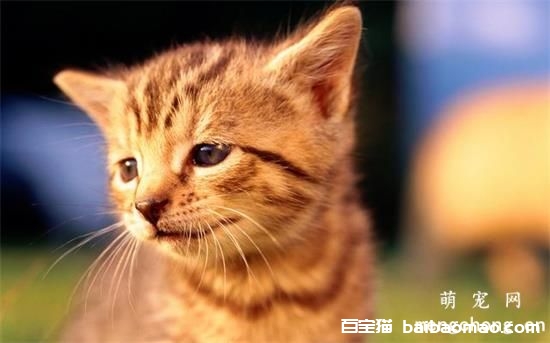 猫咪拉稀的七种原因及对应治疗方法？