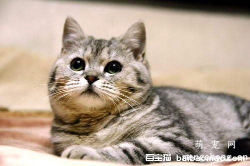 猫咪得了猫鼻支怎样治疗？