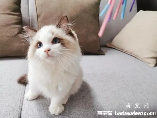 猫咪结膜炎能自愈吗