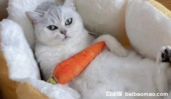 养猫对孕妇的危害和对胎儿的坏处