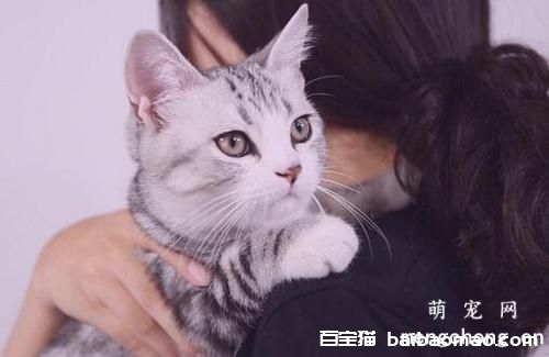 猫抽搐吐白沫是什么原因