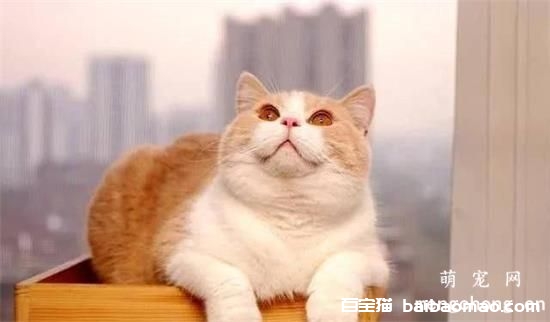 猫咪吃猫罐头吐了是怎么回事