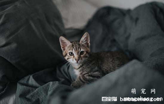 猫吐水怎么回事