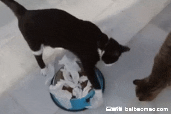 猫咪为什么在食物旁做出埋屎动作？难道真的以为你在吃屎？ 