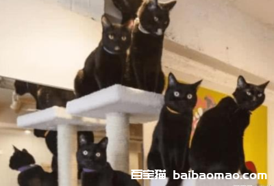 两张黑猫图片欣赏