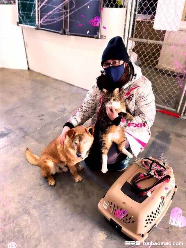 犬猫耳朵流脓，散发恶臭味怎么回事